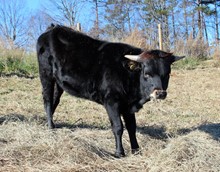 JMR NIGHTHAWK