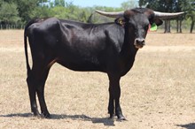 JMR NIGHTHAWK