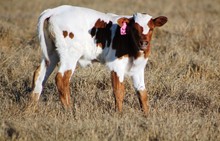 2018 Brazos Rose Ruffles Bull Calf